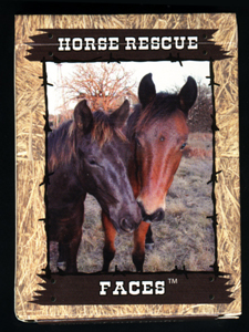 Personalized playing cards to benefit Happy Horse Haven Rescue